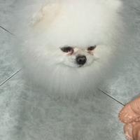 Spitz Pomerania Coreano per monta