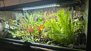 Terrario Tropicale  Exotera con Rana Freccia 