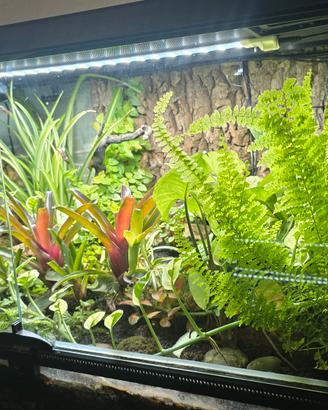Terrario Tropicale  Exotera con Rana Freccia 