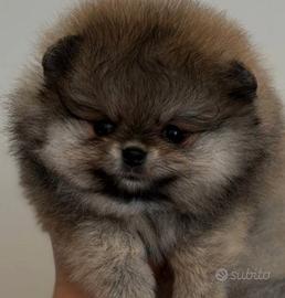 Spitz di Pomerania nano