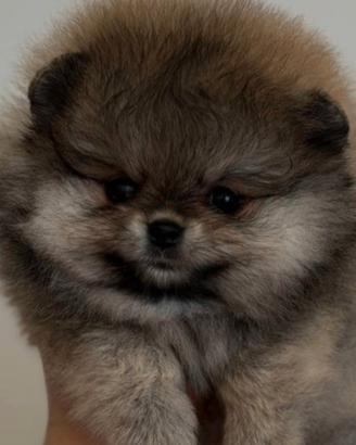 Spitz di Pomerania nano
