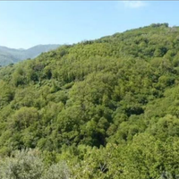 Bosco. X taglio legno 5ettari