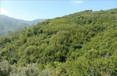 Bosco. X taglio legno 5ettari