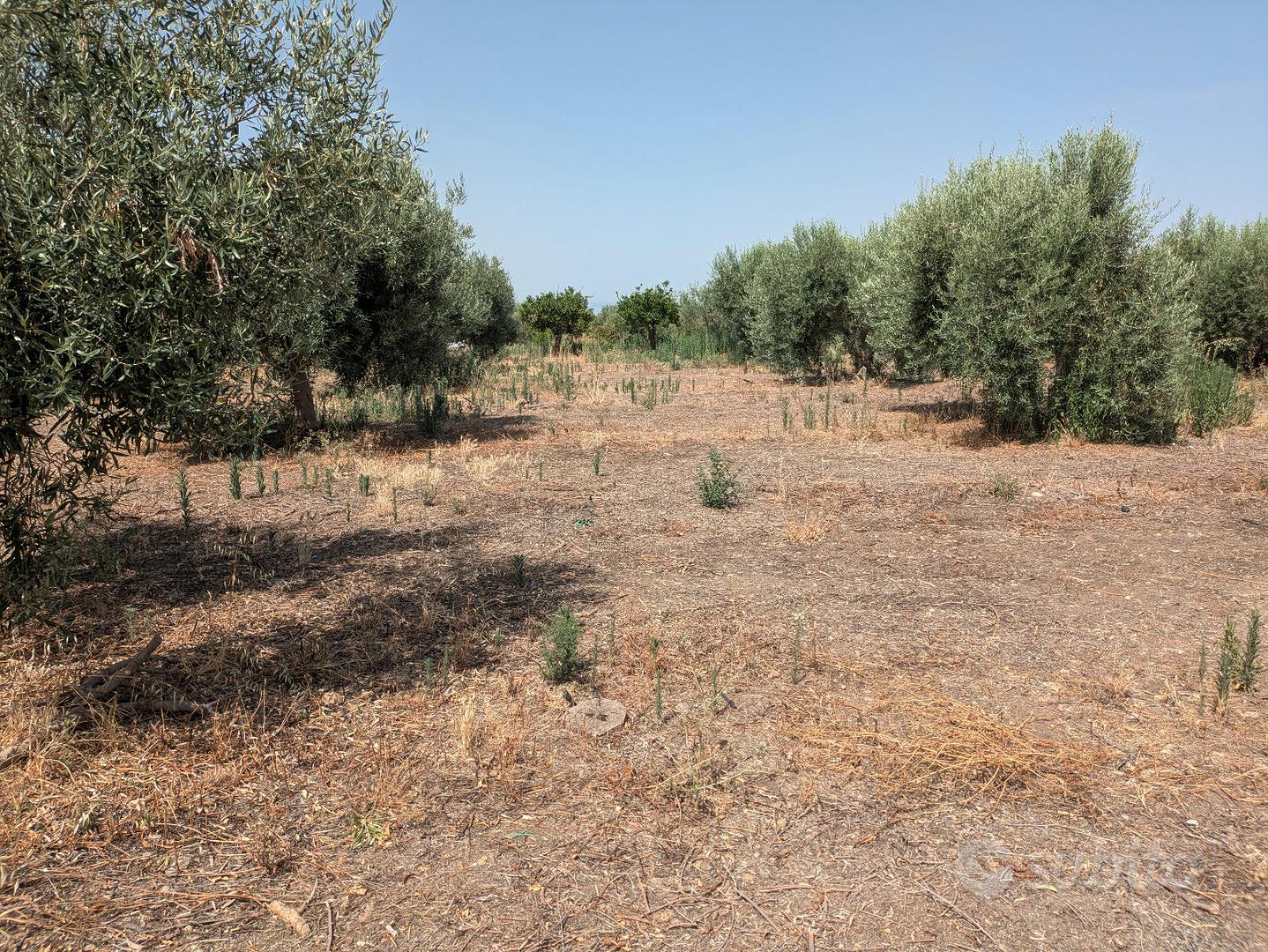 Terreno agricolo mq 7500 Belpasso rif 05 - Vista 2