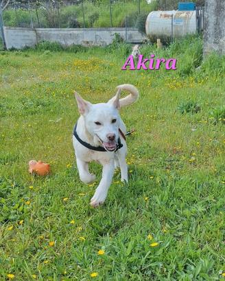 Akira vuole una casa