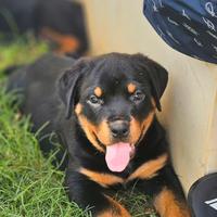 Cuccioli di Rottweiler con pedigree