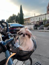 Shih tzu accoppiare