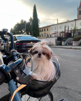 Shih tzu accoppiare