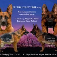 Disponibili cuccioli di pastore tedesco