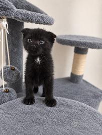 Scottish fold femminuccia