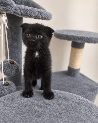 Scottish fold femminuccia