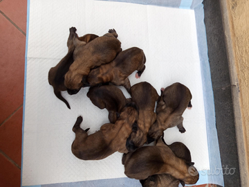 Cuccioli di pastore Malinois