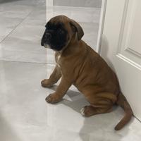 Cucciola di boxer disponibile