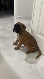 Cucciola di boxer disponibile