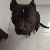 Pitbull UKC