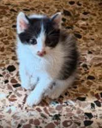 Dartagnan gattino 2 mesi