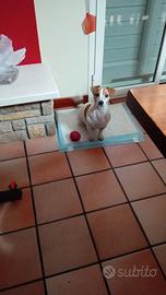 Jack Russell terrier