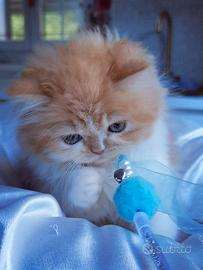 Cuccioli di Gatto Persiano