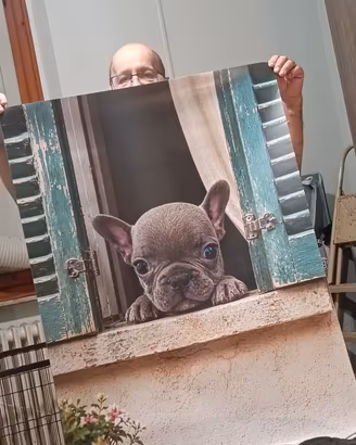 Bulldog francese esotico