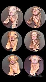 Pitbull Cuccioli Apt linea sangue super