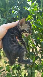 Gattino Bengala