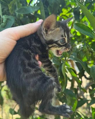Gattino Bengala