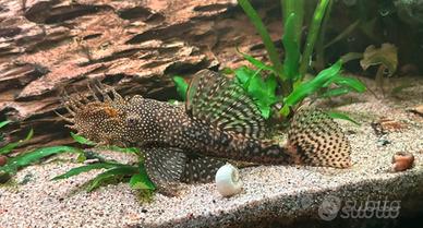 Ancistrus baby