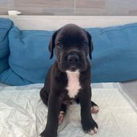 Cuccioli cane corso