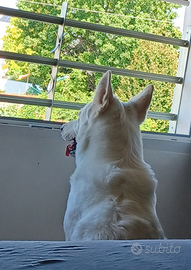 Casetta o appartamentino con giardino