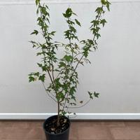 Acero tridente alberello