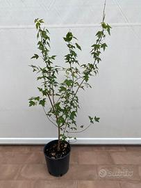 Acero tridente alberello