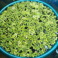 Salvinia Minima pianta da acquario 