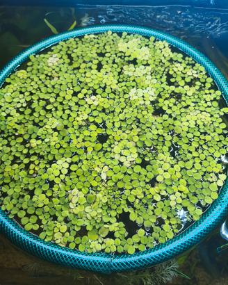 Salvinia Minima pianta da acquario 