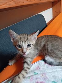 Gattini 