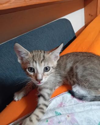 Gattini 