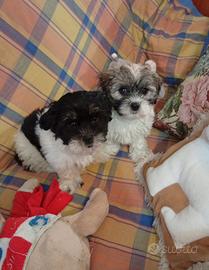 Cuccioli di Shih-Tzu