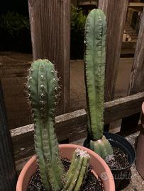 Coppia Trichocereus Pachanoi + Peruvianus