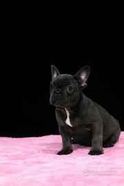 Bouledogue francese femmina