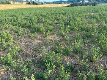 Vendita terreno agricolo