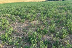 Vendita terreno agricolo