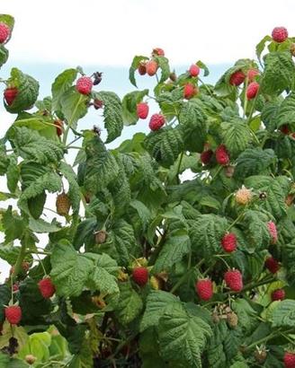 Piante di Lamponi Naturali