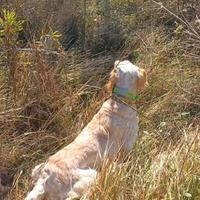 Setter Inglese super esperta