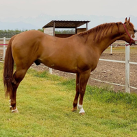 Paint horse 2 occhi azzurri stupendo