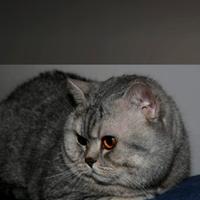 British shorthair blue tabby in foto show