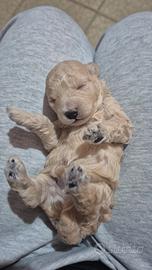 Barboncino toy color champagne