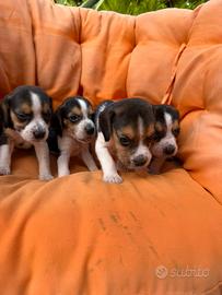 Cuccioli di Beagle elisabhet