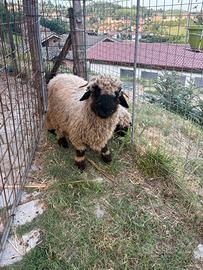Due maschi Naso Nero del Vallese
