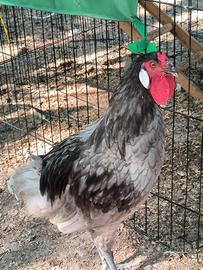 Gallo La Fleche galline ornamentali 