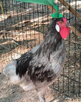 Gallo La Fleche galline ornamentali