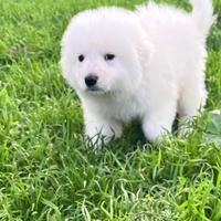 Pastore Maremmano Abruzzese